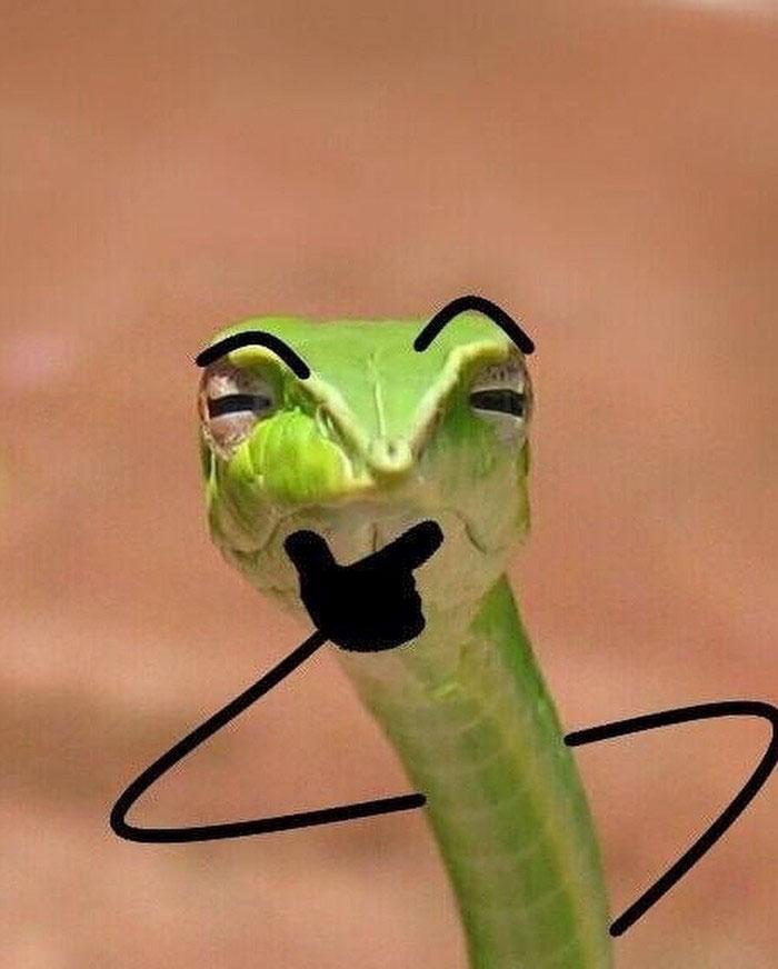 People Are Doodling On Snake Pics And The New Scenarios