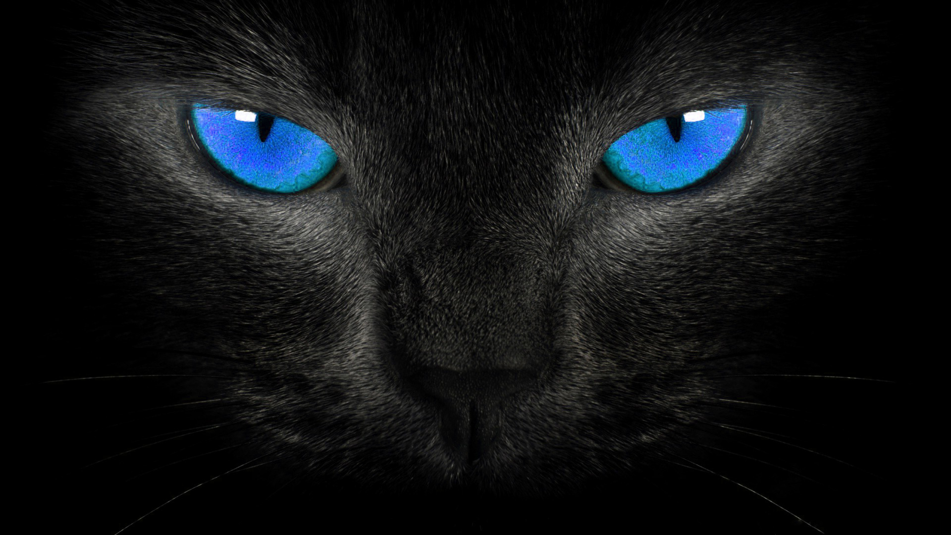 Black Cat Blue Eyes Wallpaper HD Widescreen Animals Photo