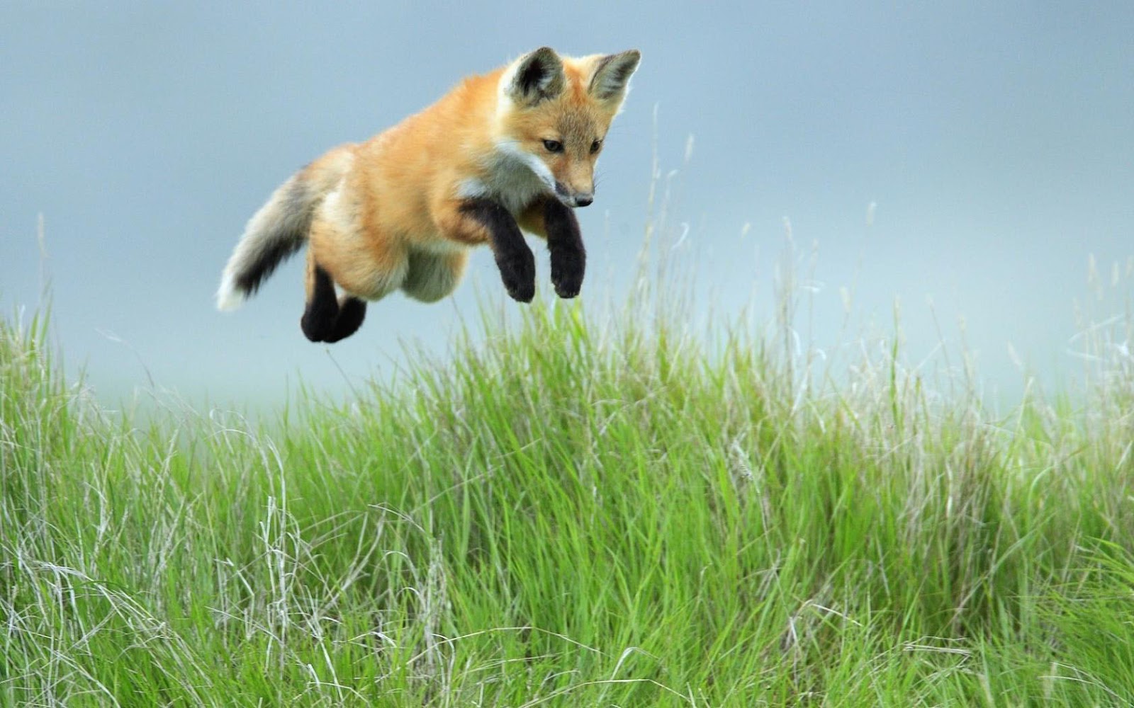 Wallpaper With A Jumping Fox In The High Grass HD Foxes Jpg