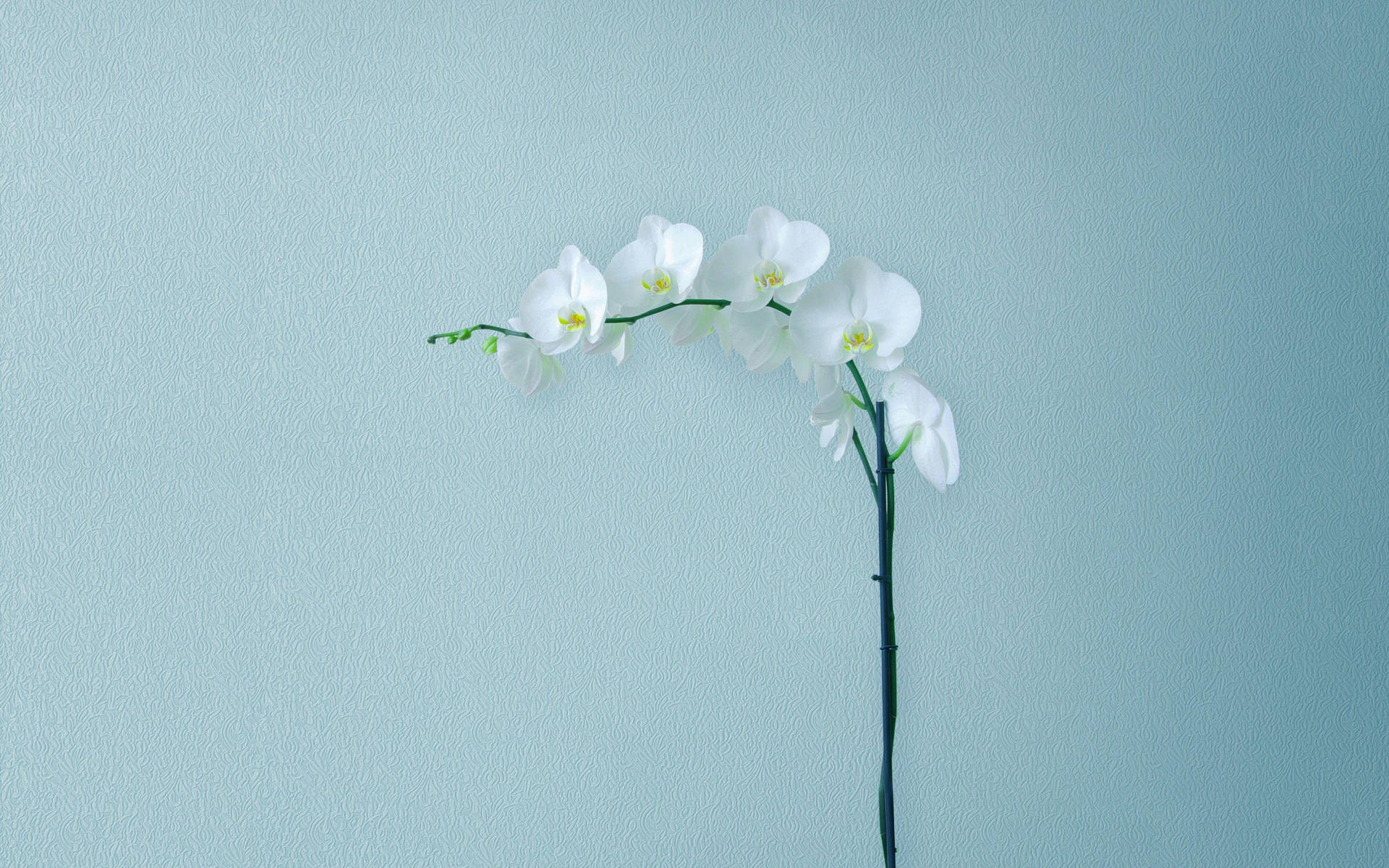 Bring Nature And Technology Together With This Minimalist Wallpaper