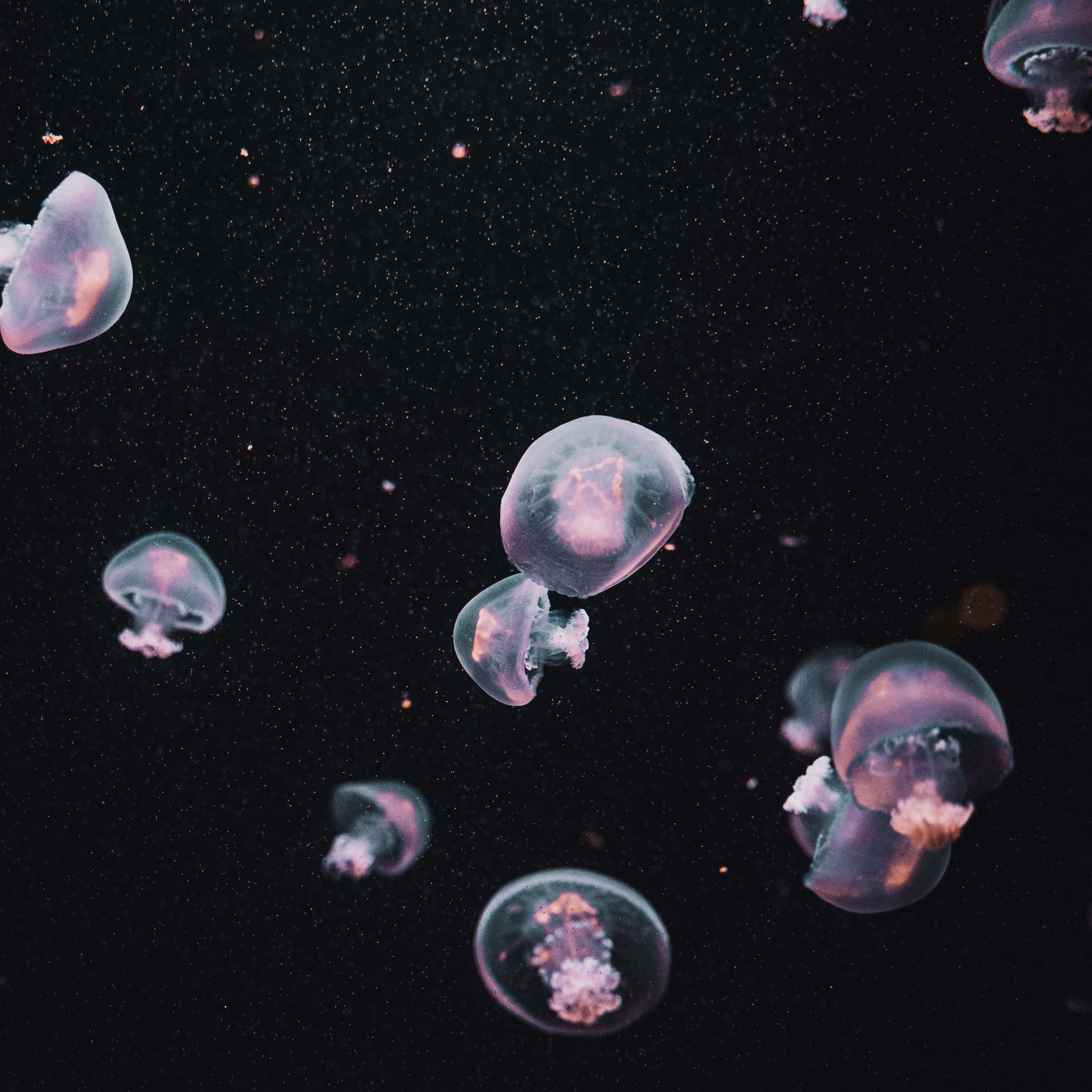 Make A Statement With This Sleek Dark iPad Wallpaper