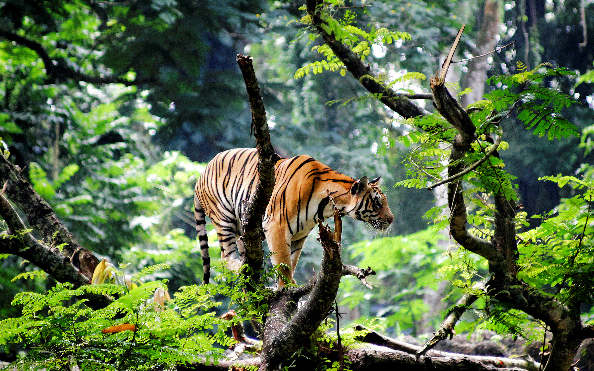Bengal Tiger In Jungle Wallpaper HD