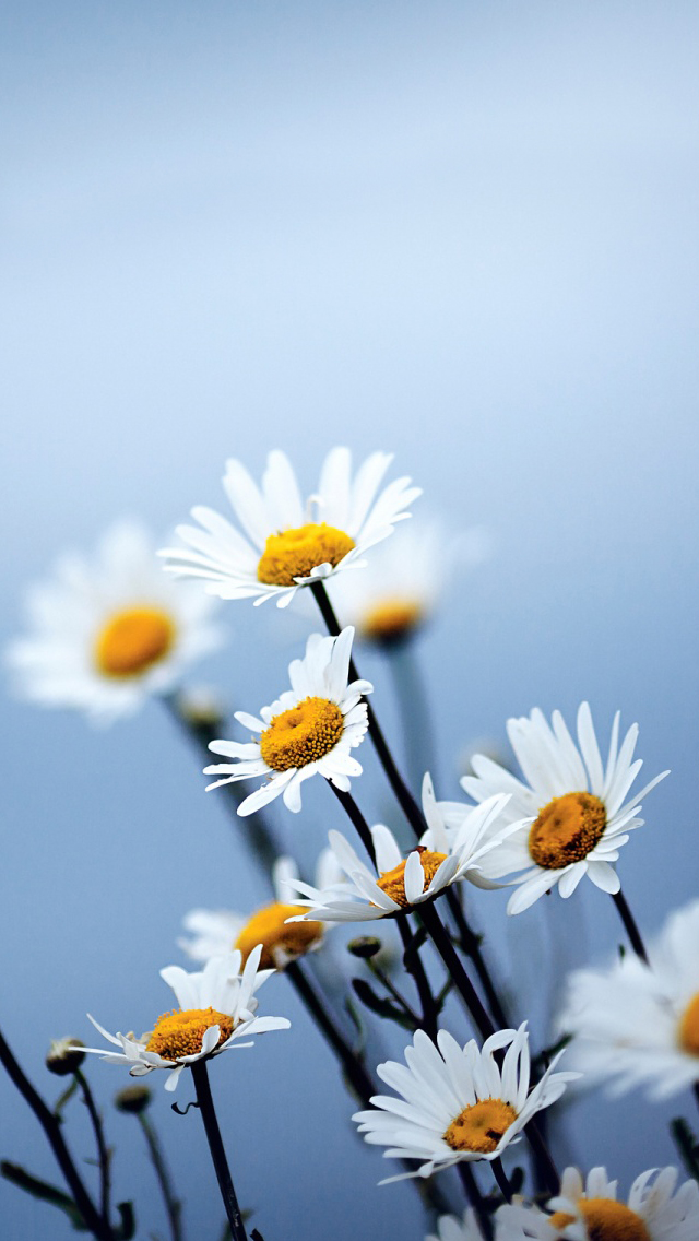 Flowers More Search White Daisies iPhone Wallpaper Tags Bokeh
