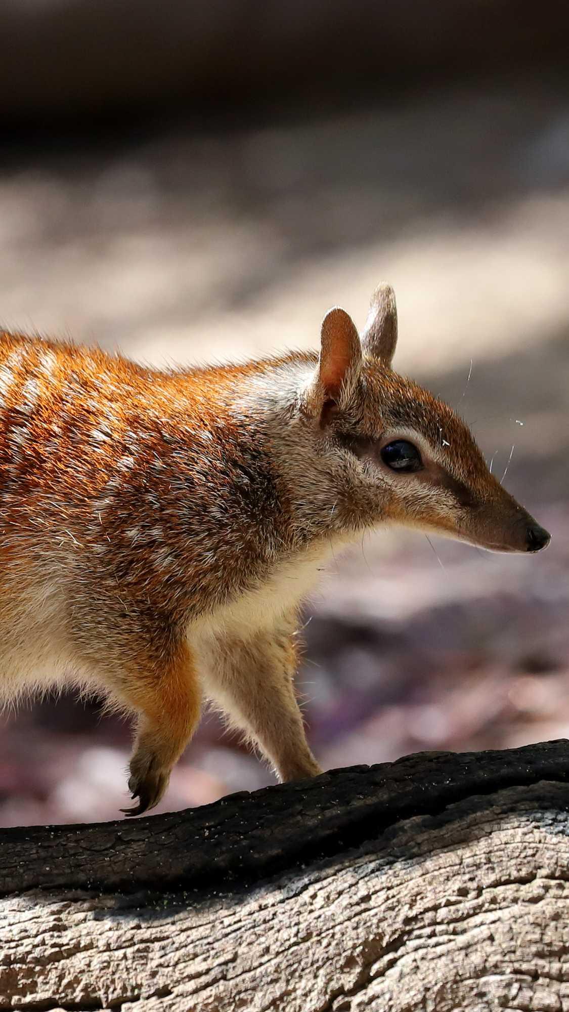 A numbat, also known as the banded anteater, walks across a log. The numbat's distinctive reddish-brown fur with white stripes is clearly visible