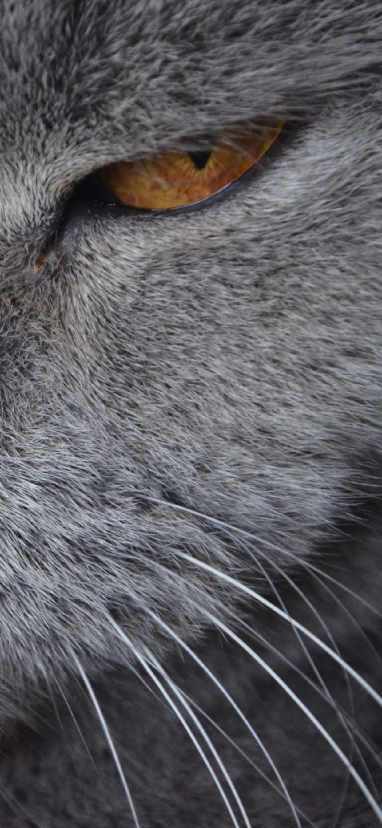 Animal Fur Wallpaper On