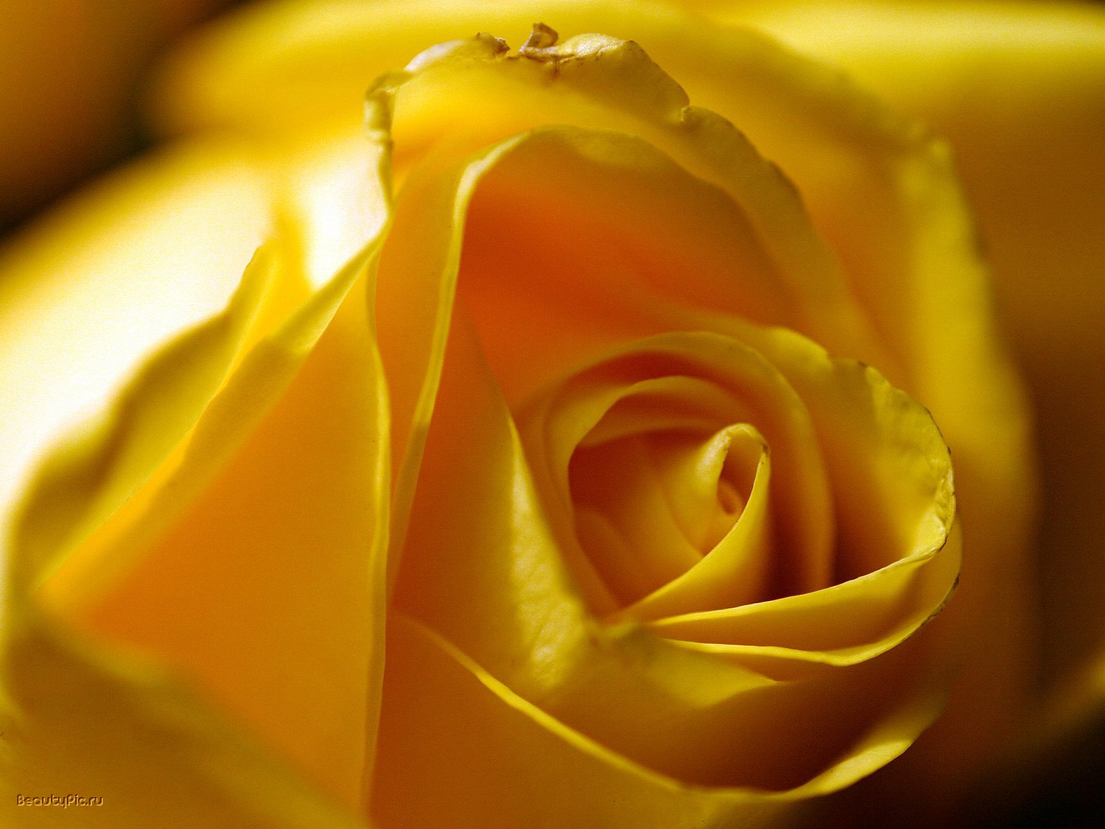 Yellow Rose Flowers Wallpaper For Desktop Flower