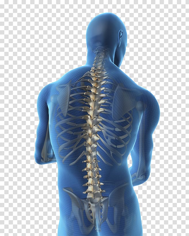 Vertebral Column Spinal Cord Human Back Body Stenosis
