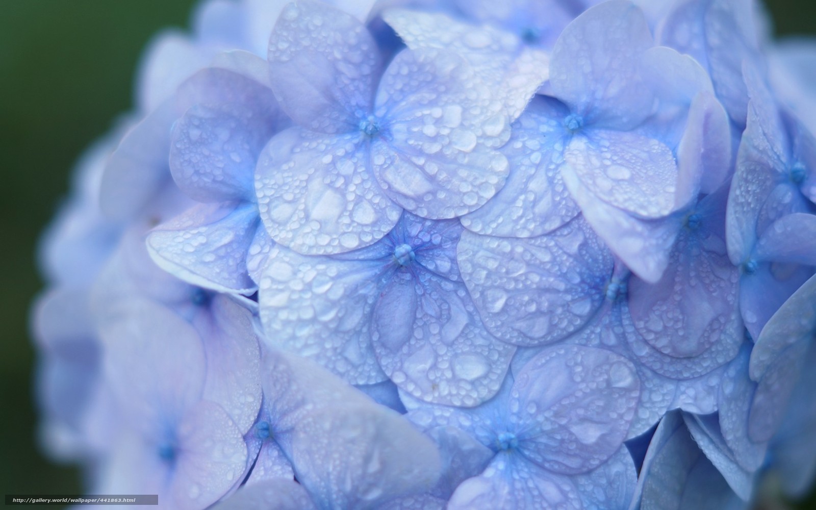 Hydrangea Flower Desktop Wallpaper S Car Pictures