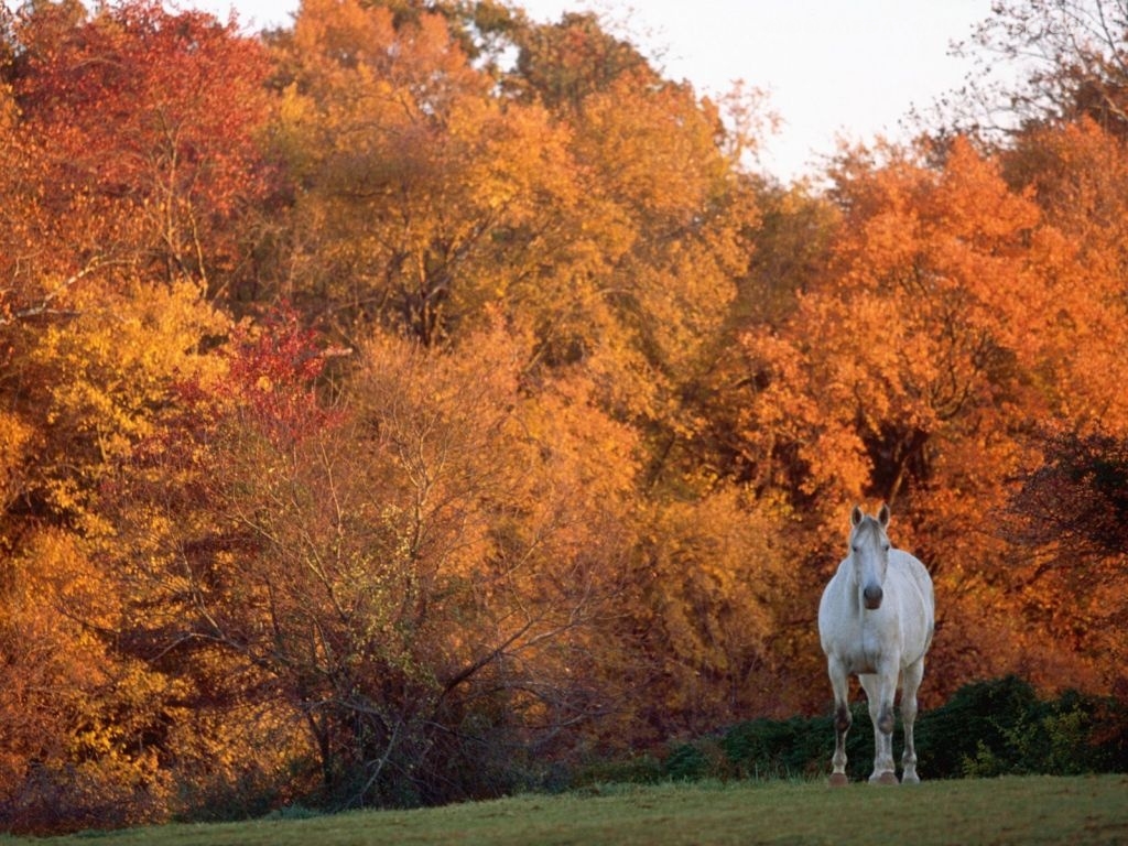 Horse Autumn Trees