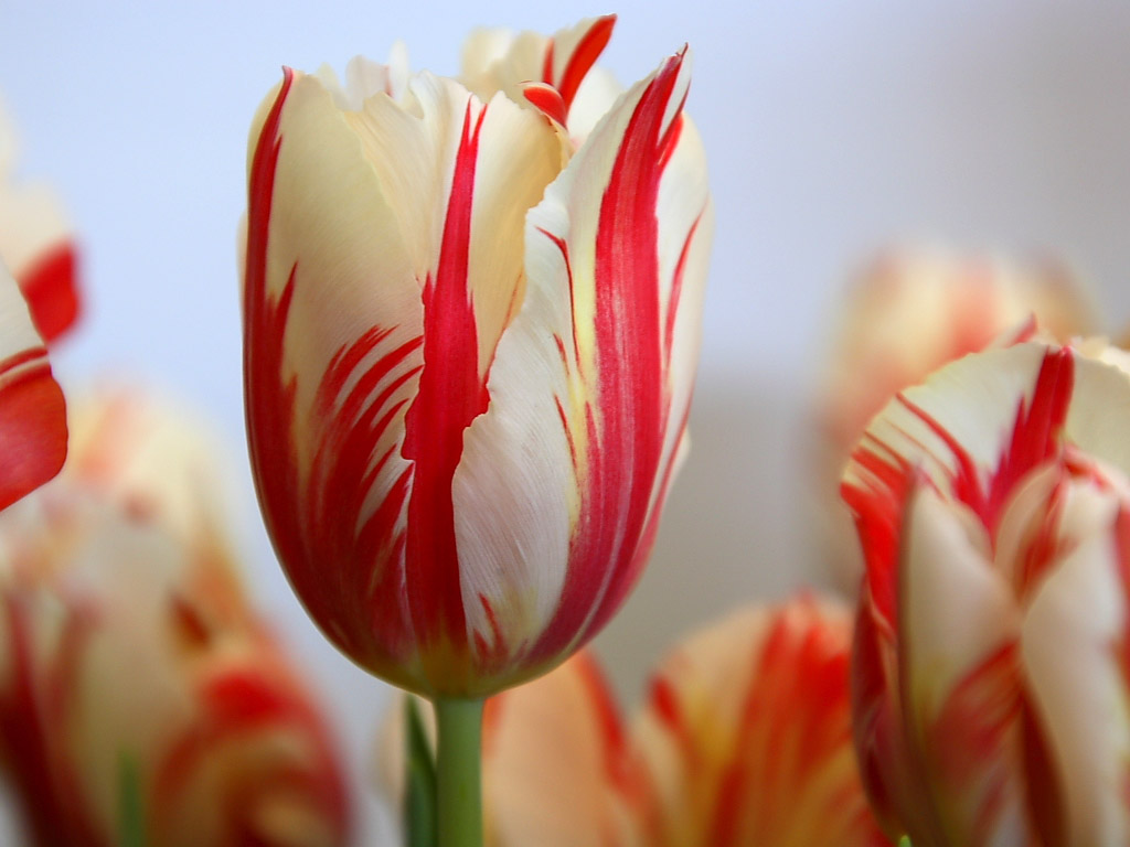 Tulip The Flowers Avenue