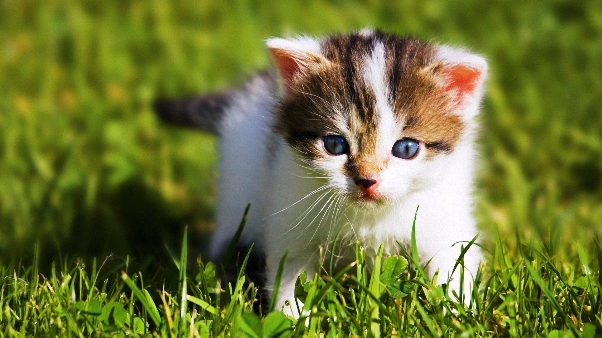 An adorable kitten with striking blue eyes explores a vibrant green field of grass