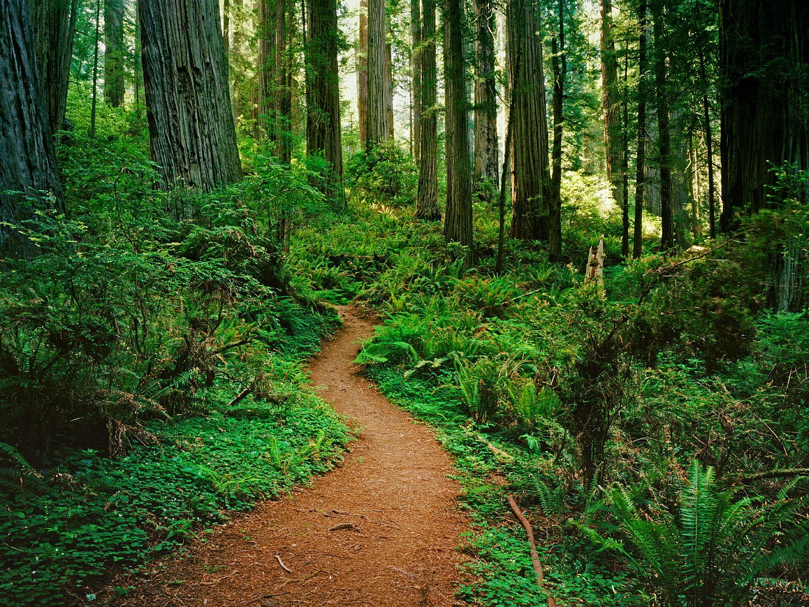 Redwood National Park California Wallpaper Pictures