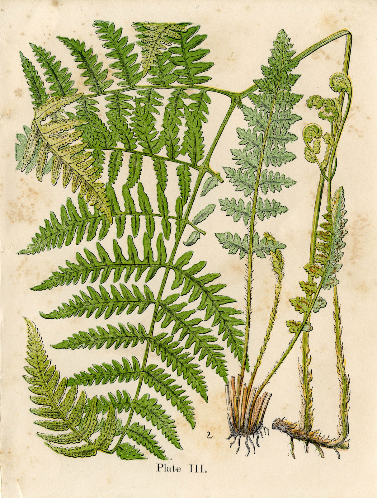 Vintage Graphic Gorgeous Ferns Early Botanical The Graphics
