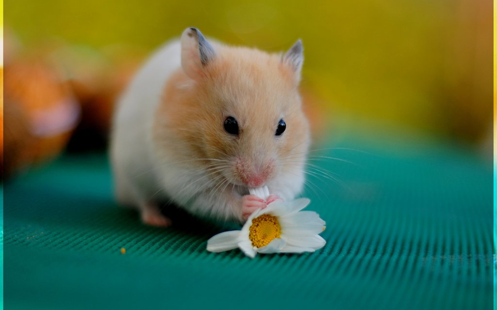 Pics Photos Cute Hamster Wallpaper