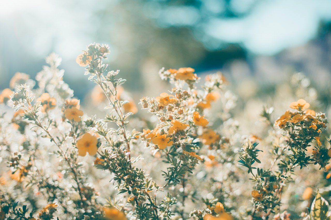 Top Spring Wallpaper Aesthetic Desktop You Can It