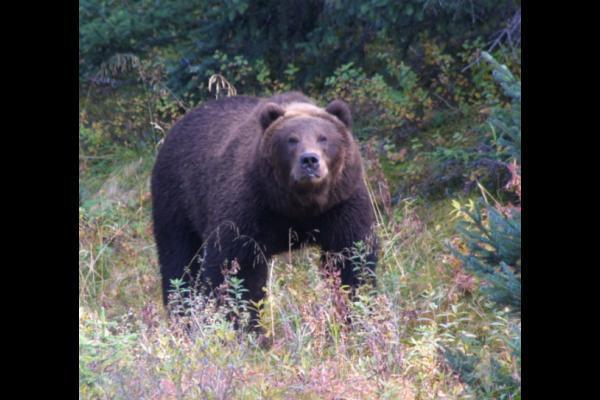 Kodiak Bears