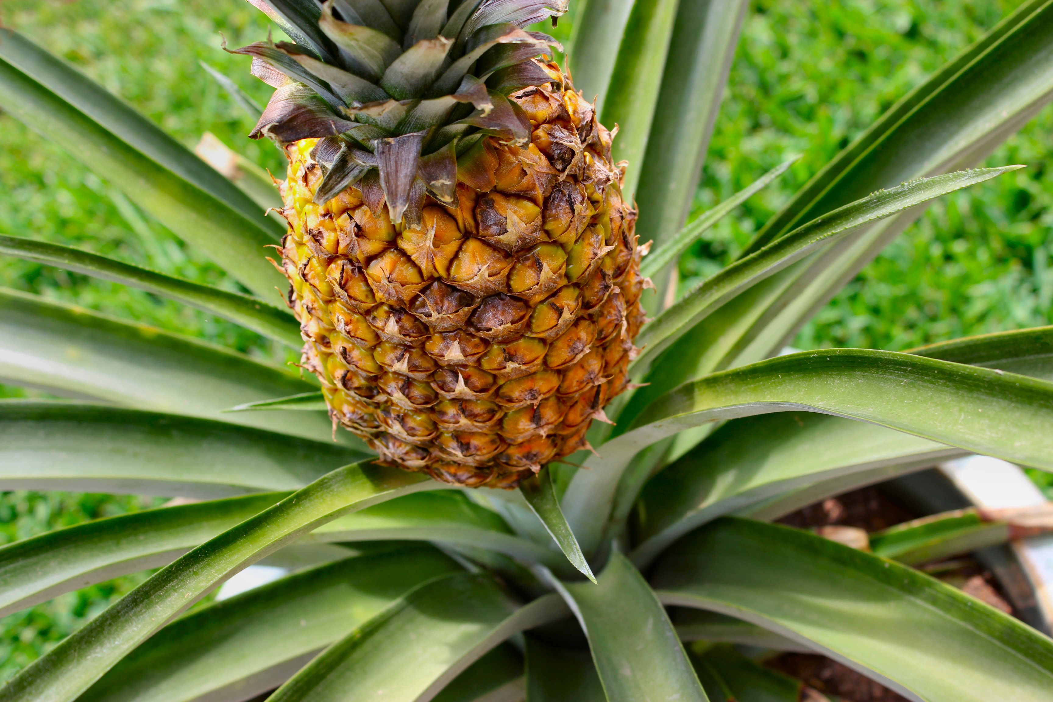 Pineapple Wallpaper Image Photos Picture