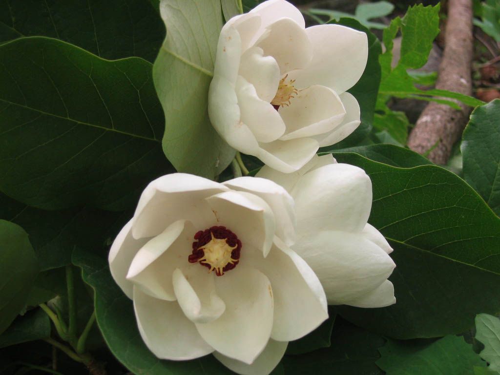 Magnolia Sieboldii Flower Photos Trees And Flowers Pictures