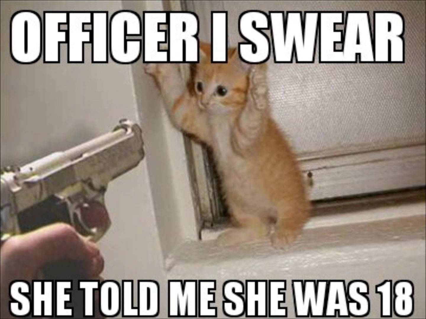 Cat Meme Picture Wallpaper