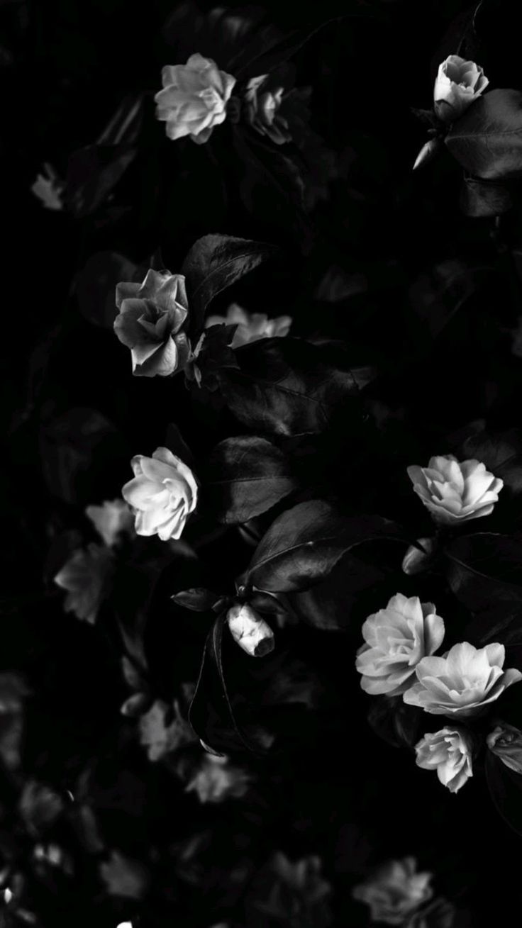 Black And White Floral Wallpaper For iPhone
