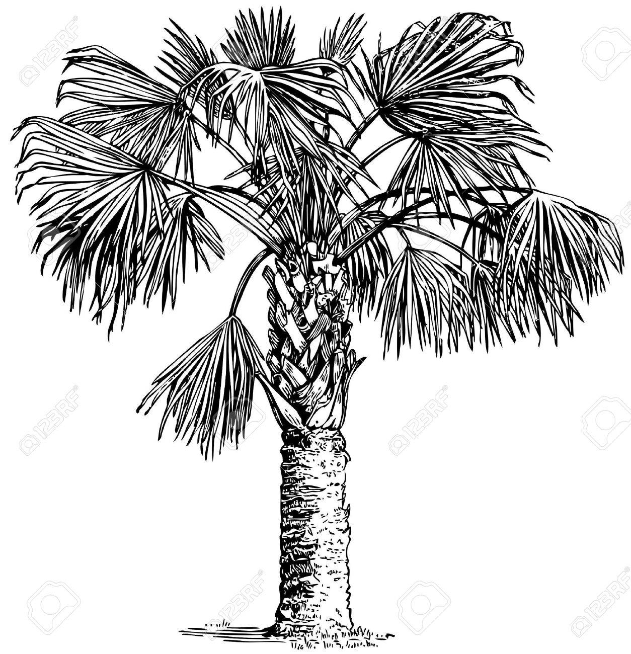 Plant Sabal Palmetto Cabbage Palm Isolated On White Background