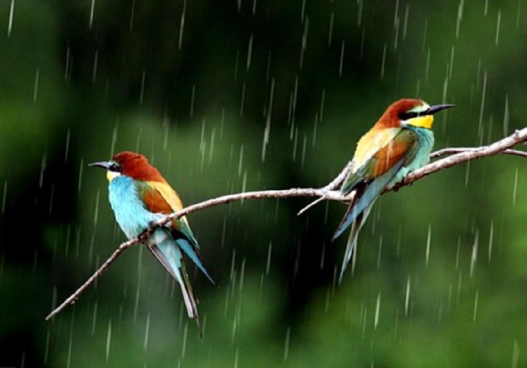 Birds In Rain HD Wallpaper