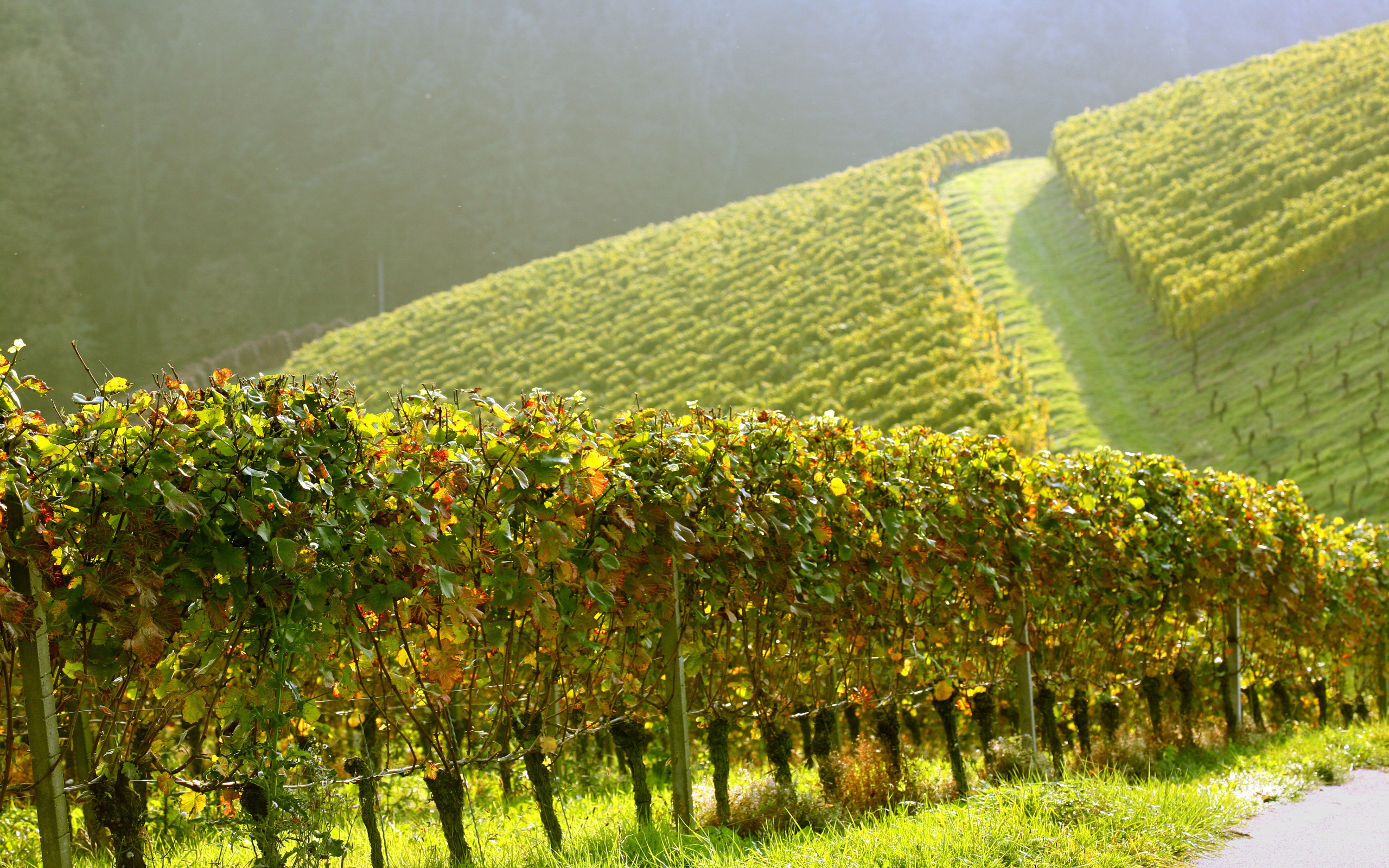 Best Vineyard Wallpaper For Android