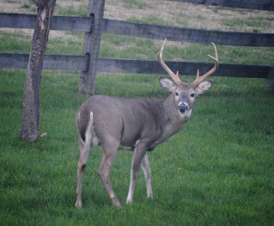 Free download deer wallpaper border30html