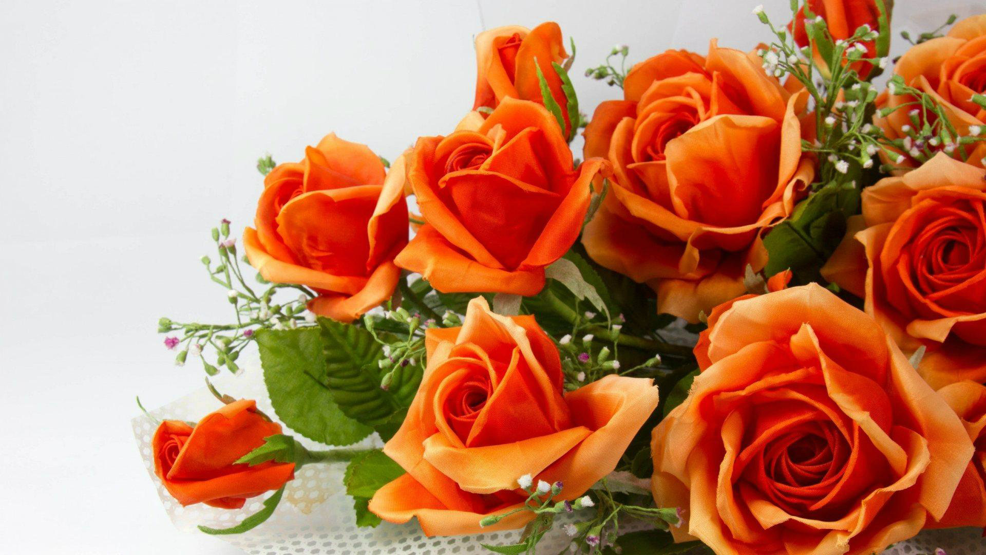 Beautiful Orange Rose Wallpaper 07650   Baltana
