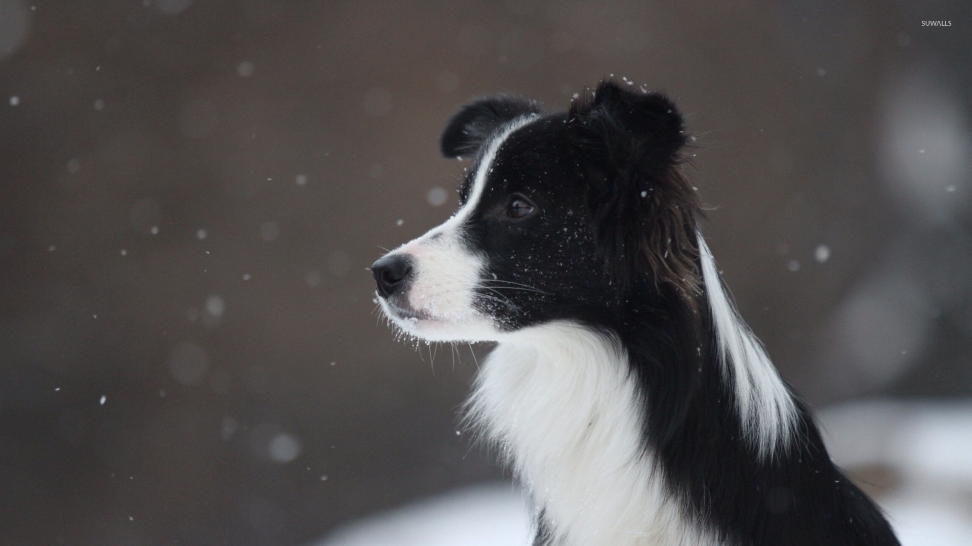 Border Collie In The Snowfall Wallpaper Animal