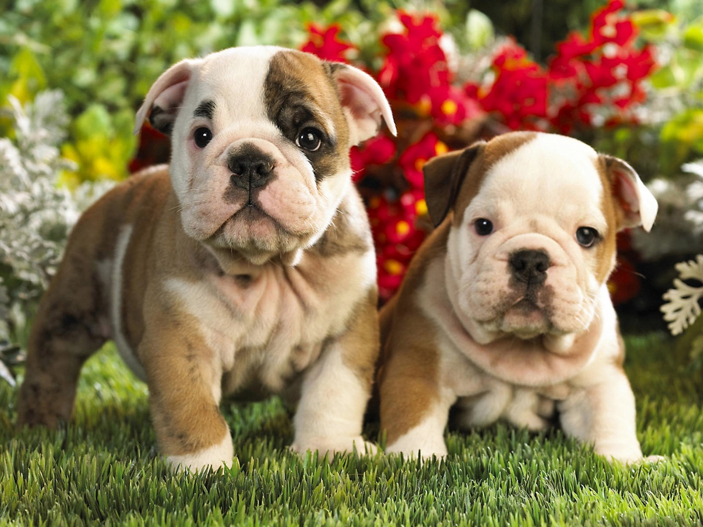 French Bulldog Puppies Wallpaper Pics Pets Cute And Docile