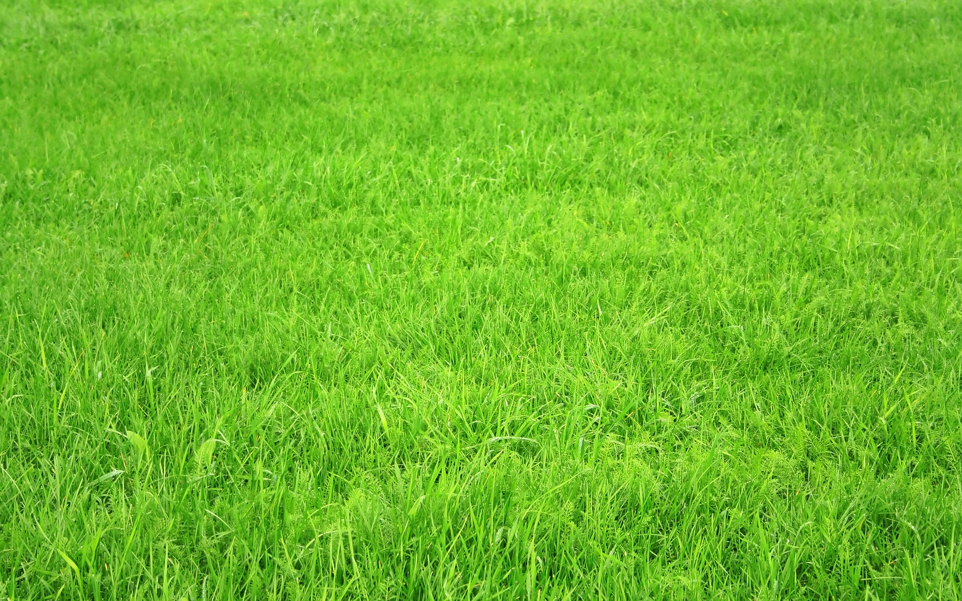 Grass HD Wallpaper Background Image Id