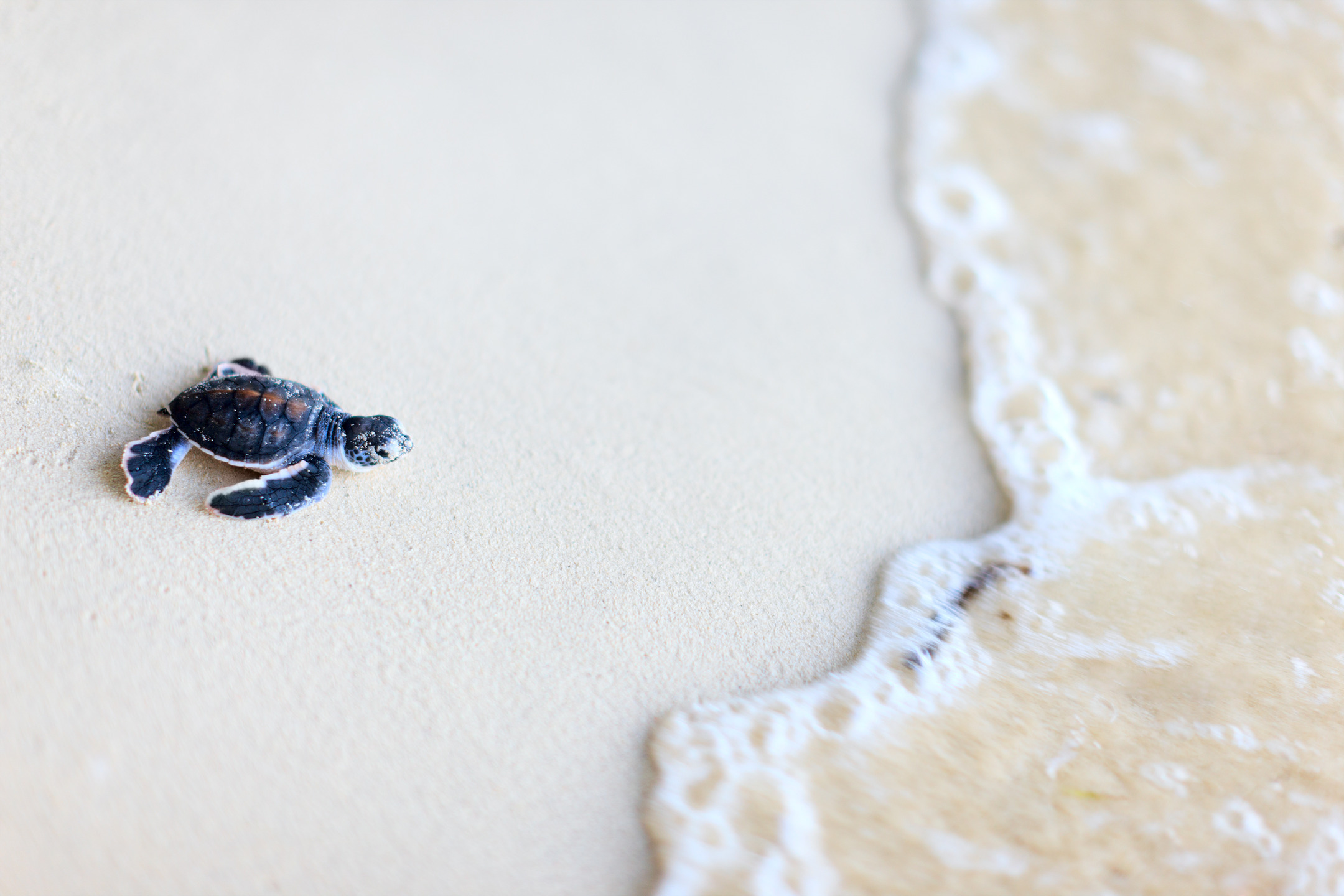 Sea Turtles Marine Tortoise HD Wallpaper Impressive Nature