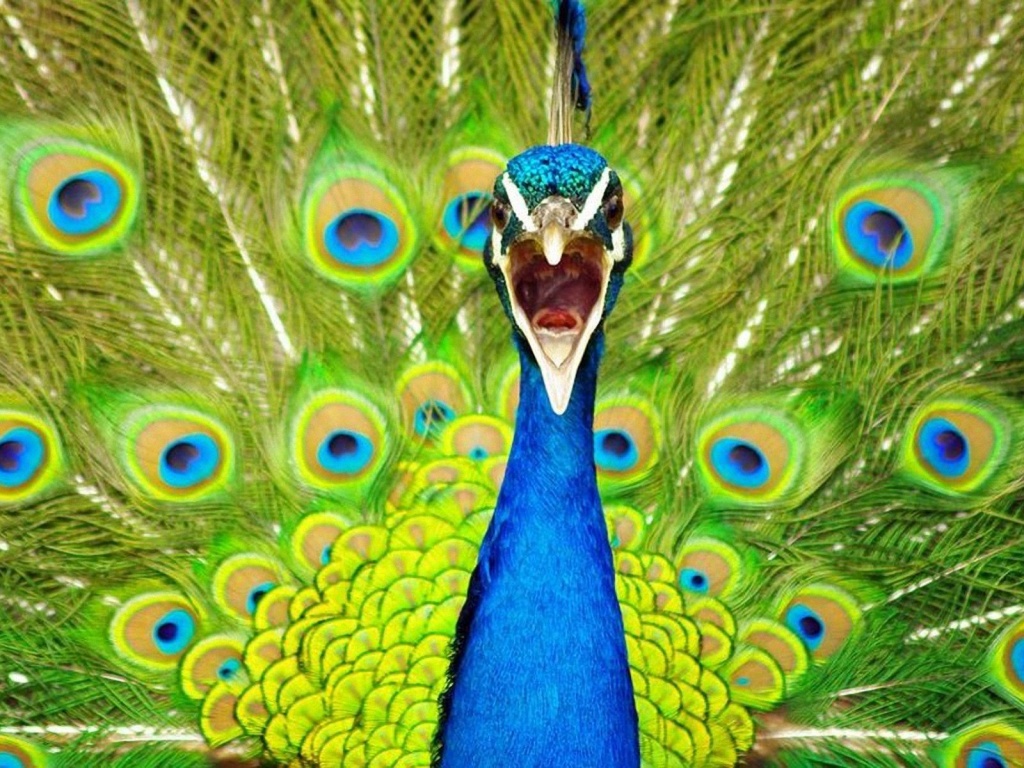 Alex Norie Gasketch Beautiful Peacock Wallpaper HD