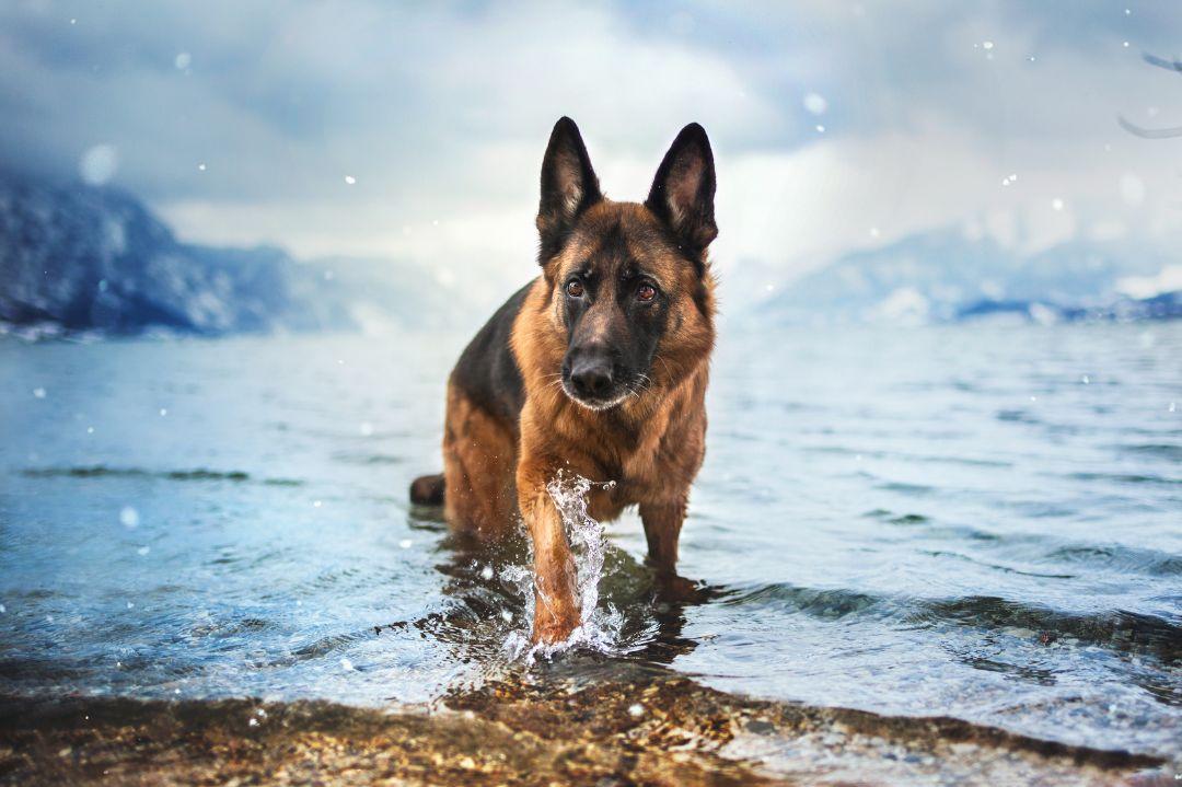 German Shepherd Service Dog Everything You Need To Know I