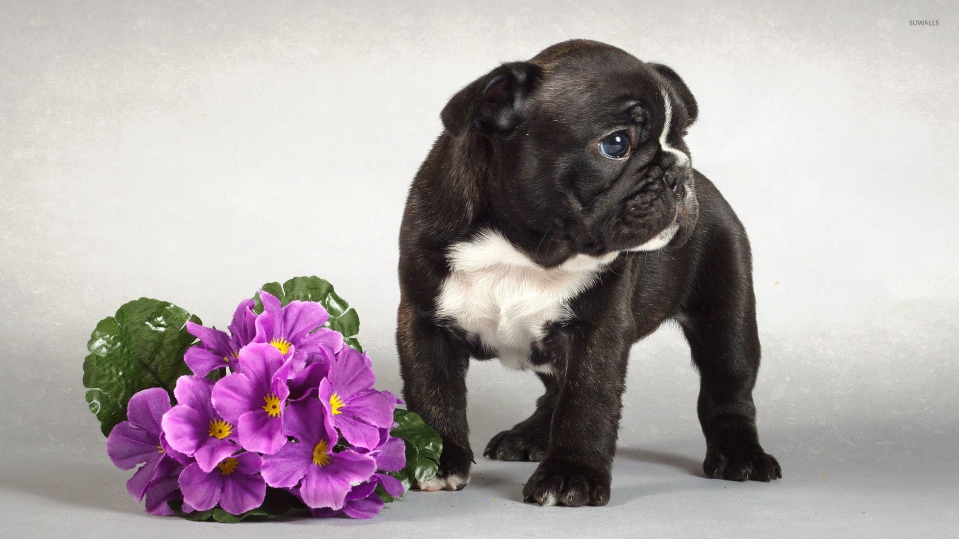 Black French Bulldog Puppy Near The Purple Bouquet