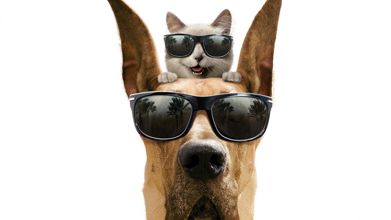 Cool Cat And Dog Wallpaper IwallHD HD