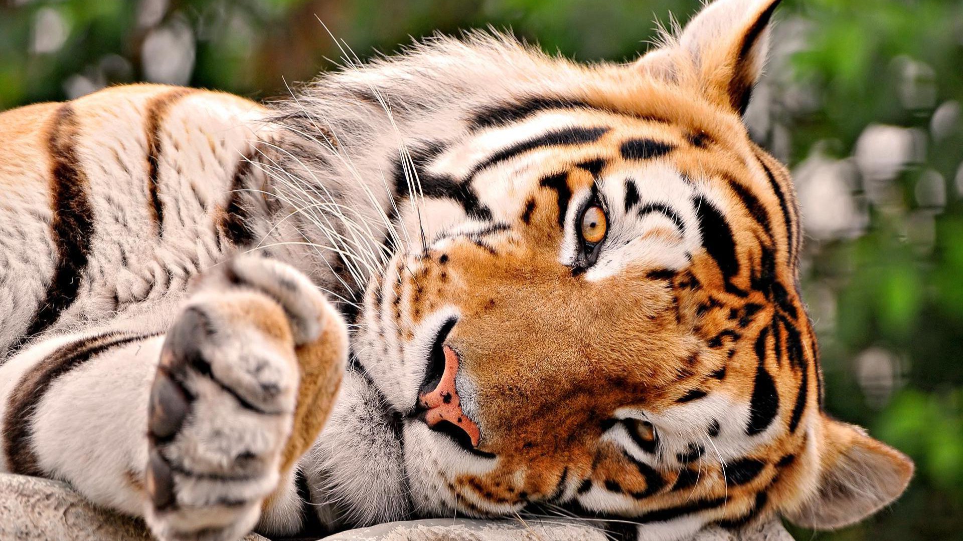 Cute Tiger Wallpaper Widescreen