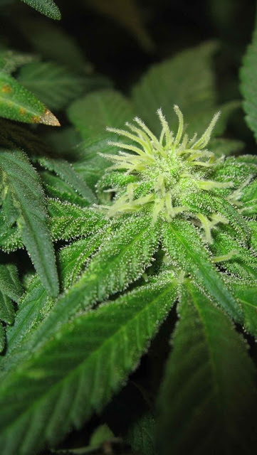 HD Weed Wallpaper iPhone Cannabis