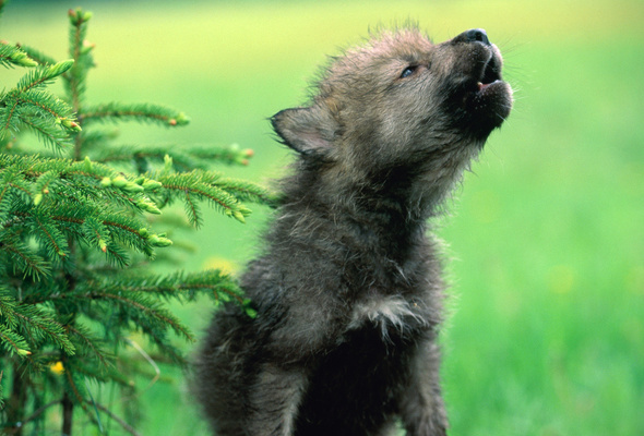 Wallpaper Wolf Howl Cub Wolfling Tree Spruce Desktop