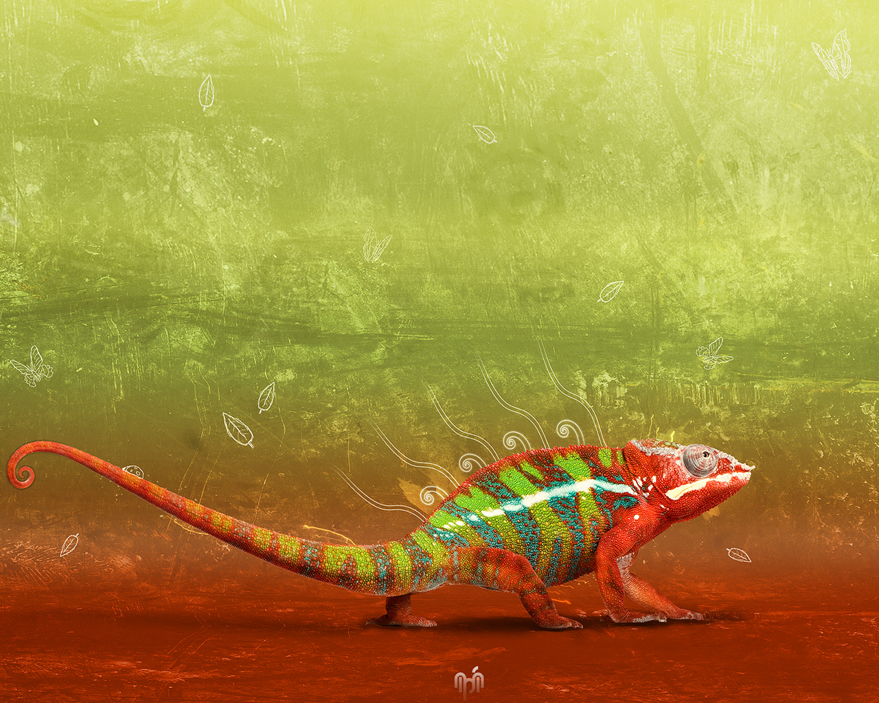 Full HD Wallpaper Animals By Fabian Warnke Chameleons Reptiles