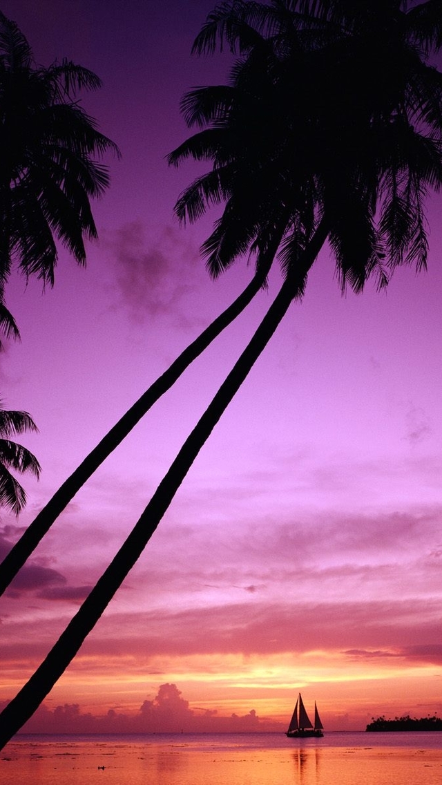 Tahiti Palm Trees Wallpaper iPhone