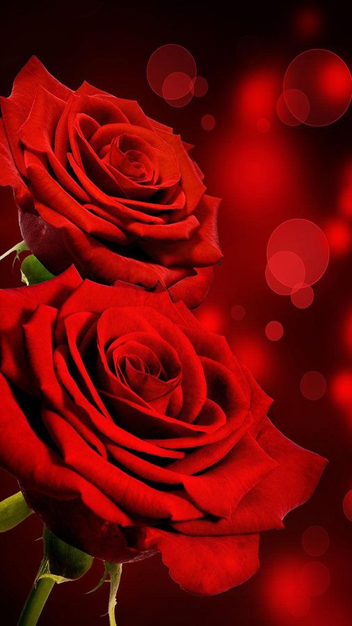Free download Rose Live Wallpaper Android Apps and Tests AndroidPIT  [506x900] for your Desktop, Mobile & Tablet | Explore 50+ Rose Live  Wallpaper | Rose Wallpapers, Wallpaper Rose, Yellow Rose Wallpaper
