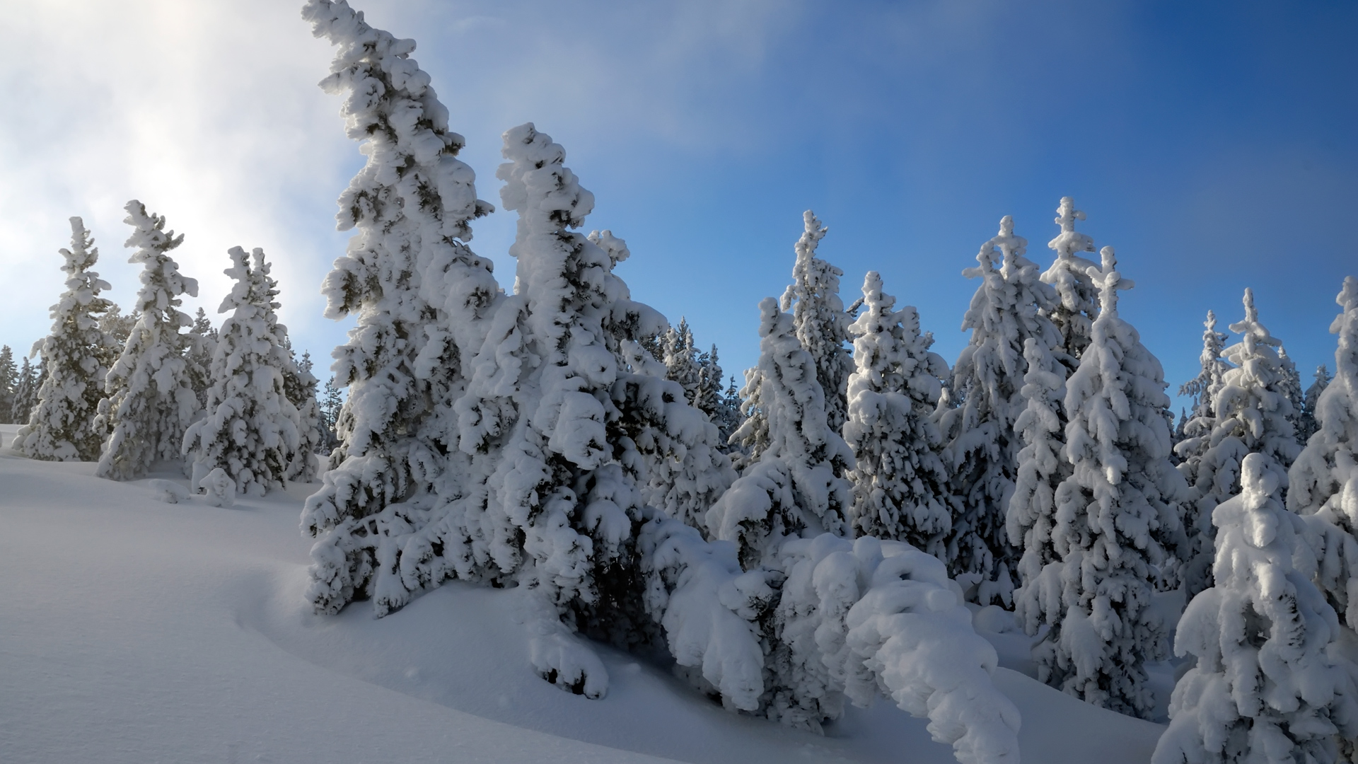 Snow Trees HDtv 1080p Wallpaper HD