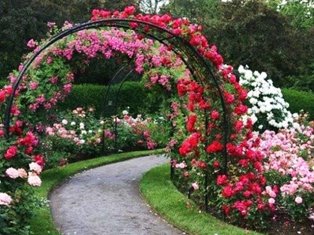 Rose Garden Wallpaper