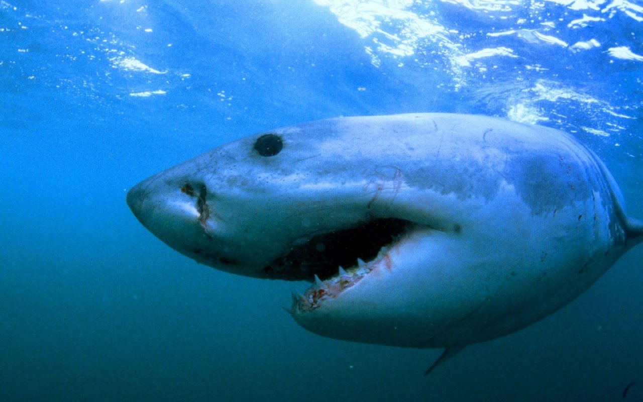 Shark Attacks Wallpaper HD iPhone Sharks