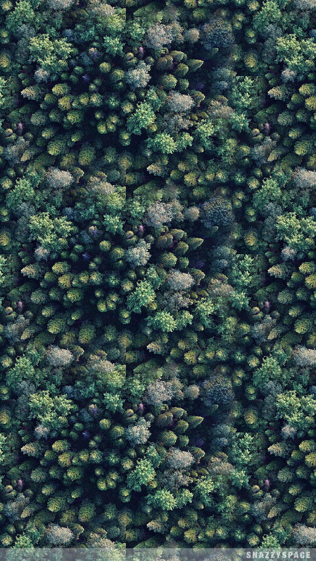 Tree Tops iPhone Wallpaper Is Very Easy Just Click