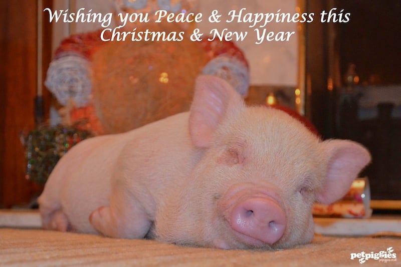  Wish you all a Merry Christmas Happy New Year Petpiggies