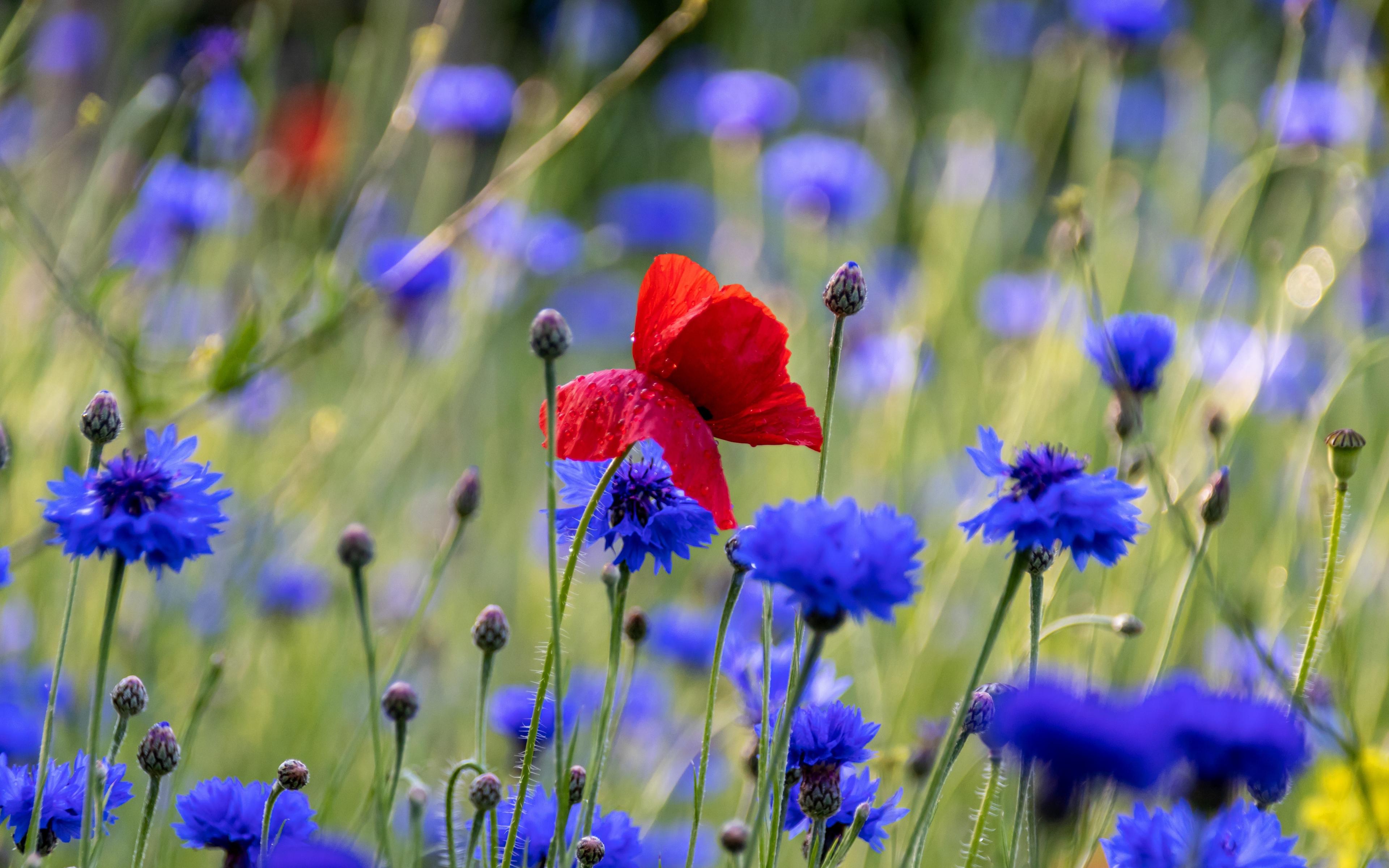 Wallpaper Red Poppy Blue Flowers Meadow