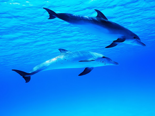 The Best Top Desktop Dolphin Wallpaper HD Dolphins Jpg